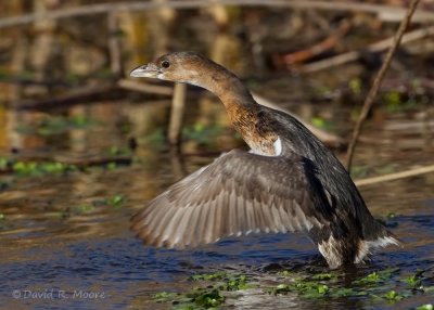 Pied-billed Grebe