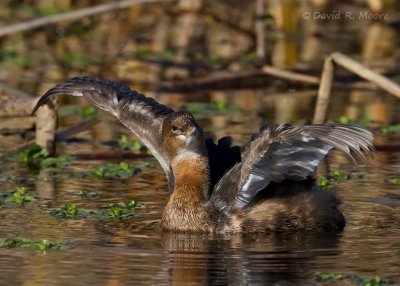 Pied-billed Grebe