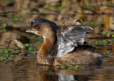 Pied-billed Grebe