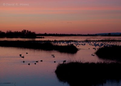 Pre-dawn