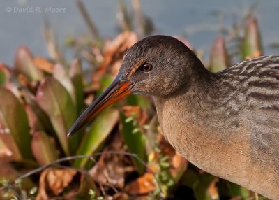 Clapper Rail