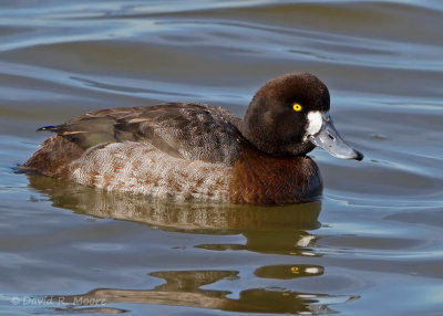 Greater Scaup, female
