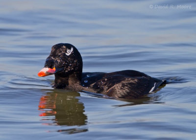 White-winged Scoter