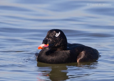 White-winged Scoter