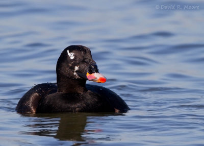 White-winged Scoter