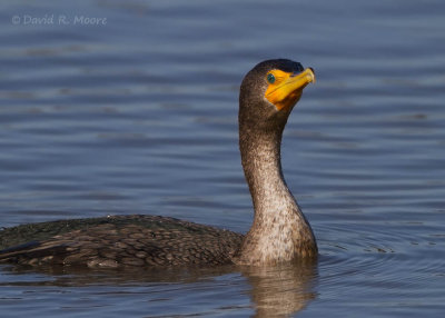 Double-crested Cormorant