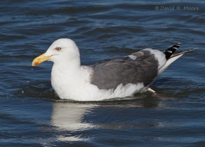 Slaty-backed Gull