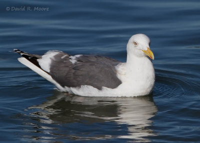 Slaty-backed Gull