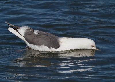 Slaty-backed Gull