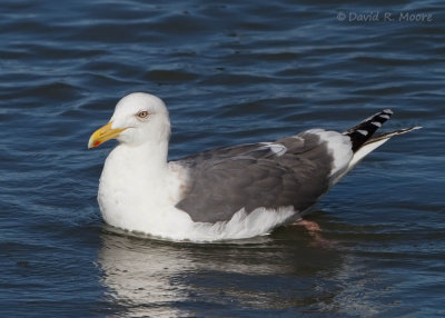 Slaty-backed Gull