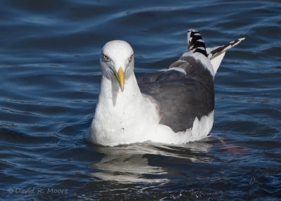 Slaty-backed Gull