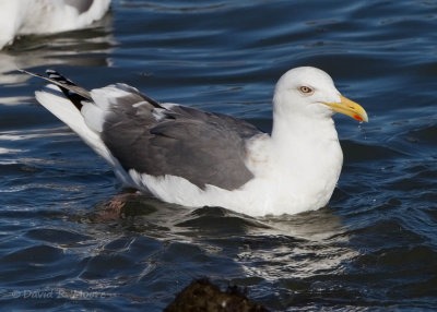 Slaty-backed Gull