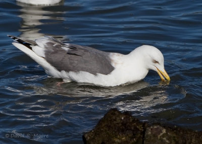 Slaty-backed Gull
