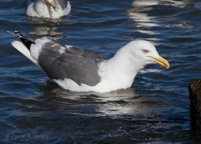 Slaty-backed Gull