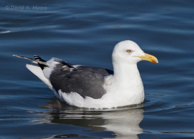 Slaty-backed Gull