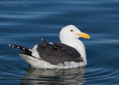 Western Gull