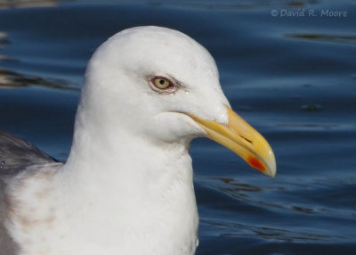 Slaty-backed Gull