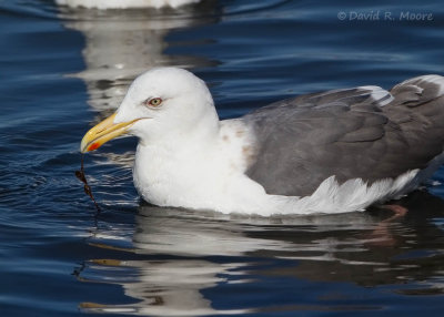 Slaty-backed Gull