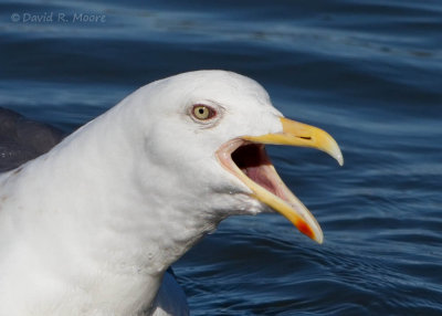 Slaty-backed Gull