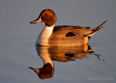 Northern Pintail