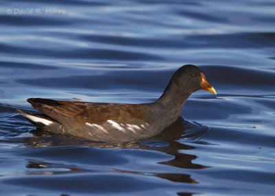 Common Gallinule