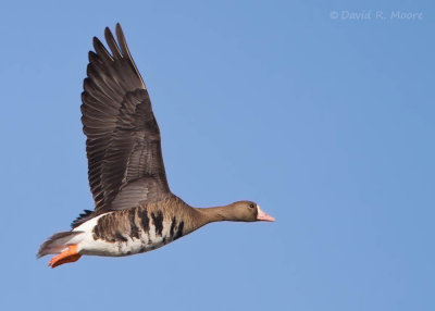 Greater White-fronted Goose