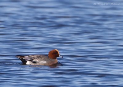 Eurasian Wigeon