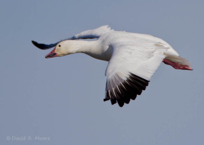 Snow Goose