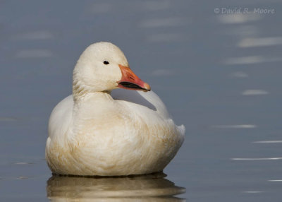 Snow Goose