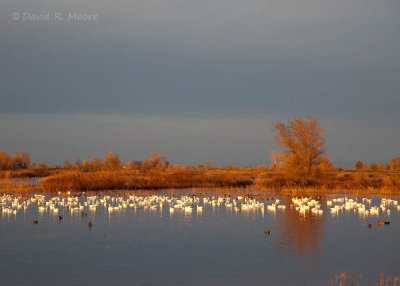 Flotilla of Snow Geese at dusk