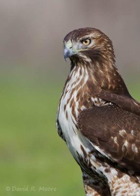 Red-tailed Hawk