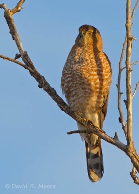 Cooper's Hawk