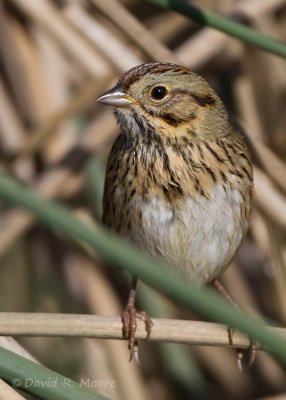 Lincoln's Sparrow