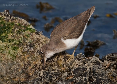 Spotted Sandpiper