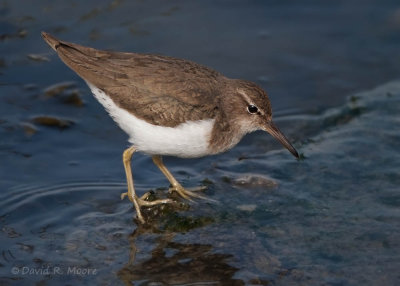 Spotted Sandpiper