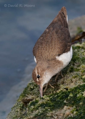Spotted Sandpiper