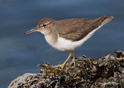Spotted Sandpiper