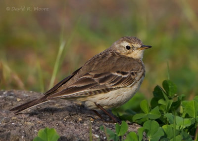 American Pipit