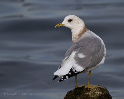 Mew Gull