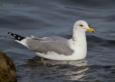 California Gull