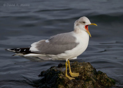 Mew Gull