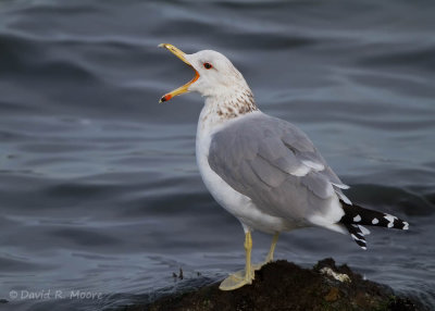California Gull