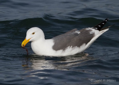 Western Gull