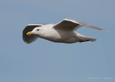 Glaucous-winged Gul