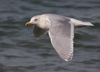 Glaucous-winged Gul
