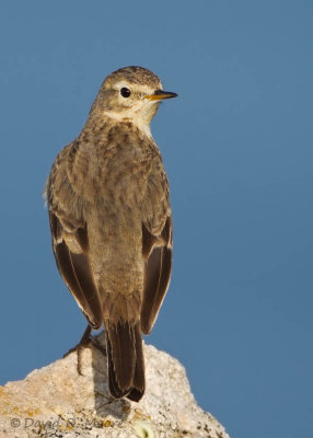 American Pipit