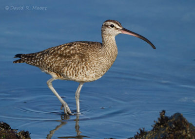 Whimbrel