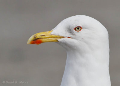 Lesser Black-backed Gull