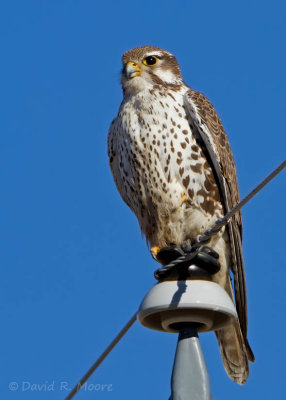 Prairie Falcon