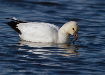 Ross's Goose